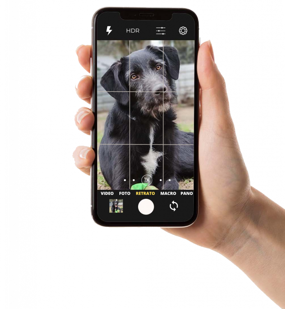 Un taller para aprender a hacer fotos increíbles con tu teléfono a tu perro.