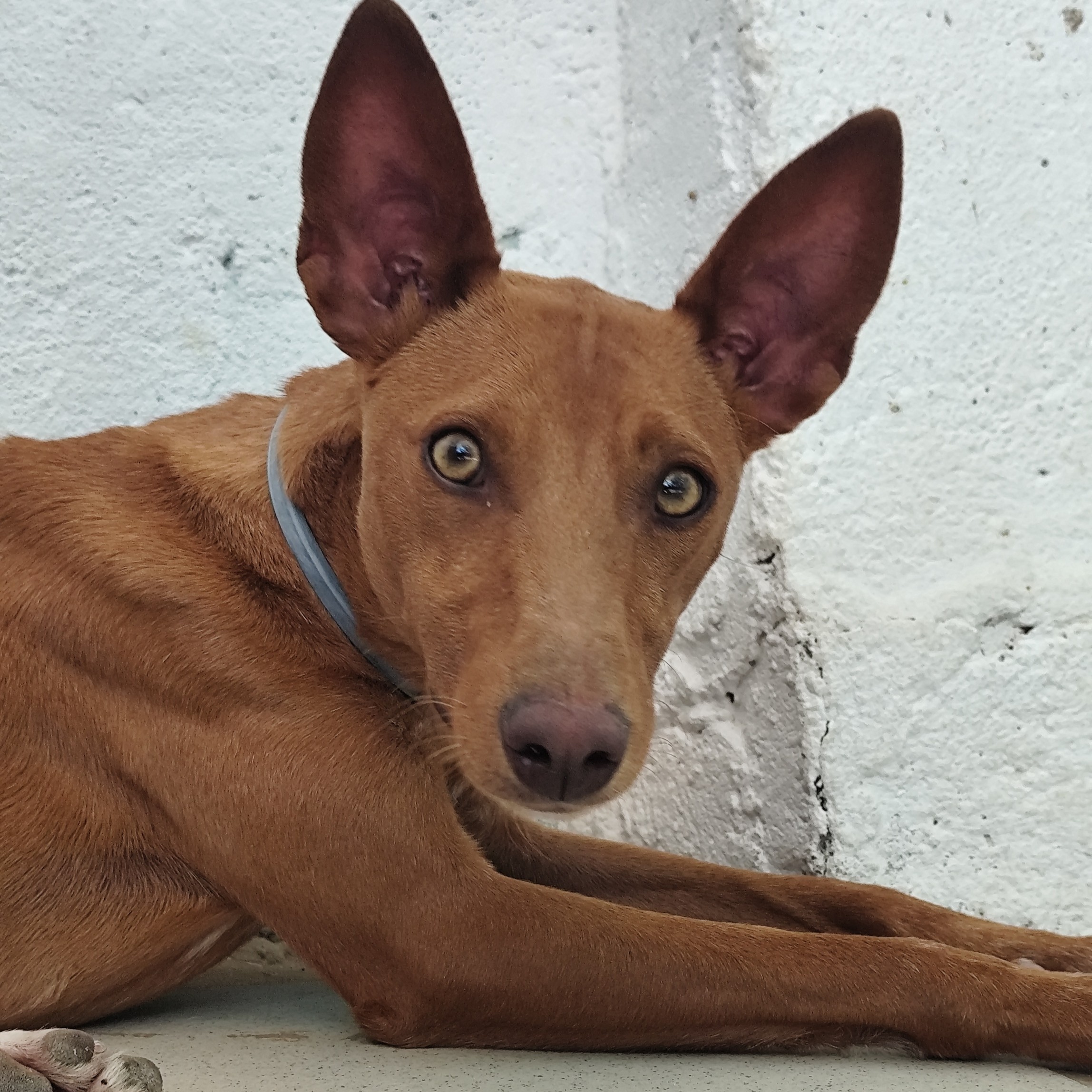 Adopta a Nayra