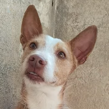 Adopta a Nobu