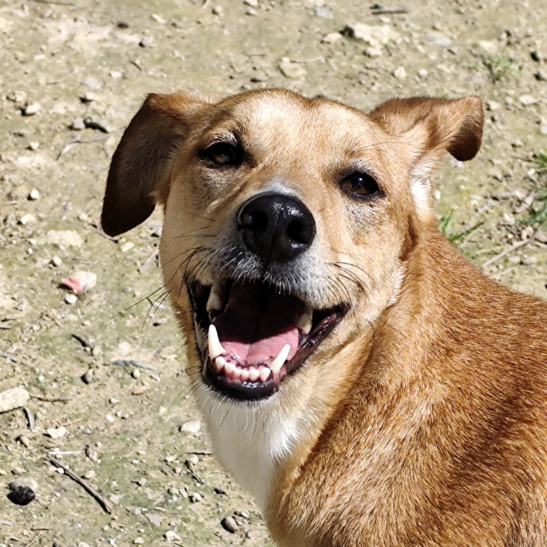 Adopta a Pera