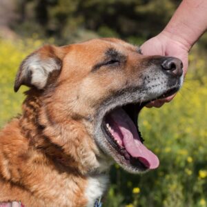 DENVER-2-e1640199444974