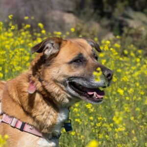 DENVER-5-e1640199512959