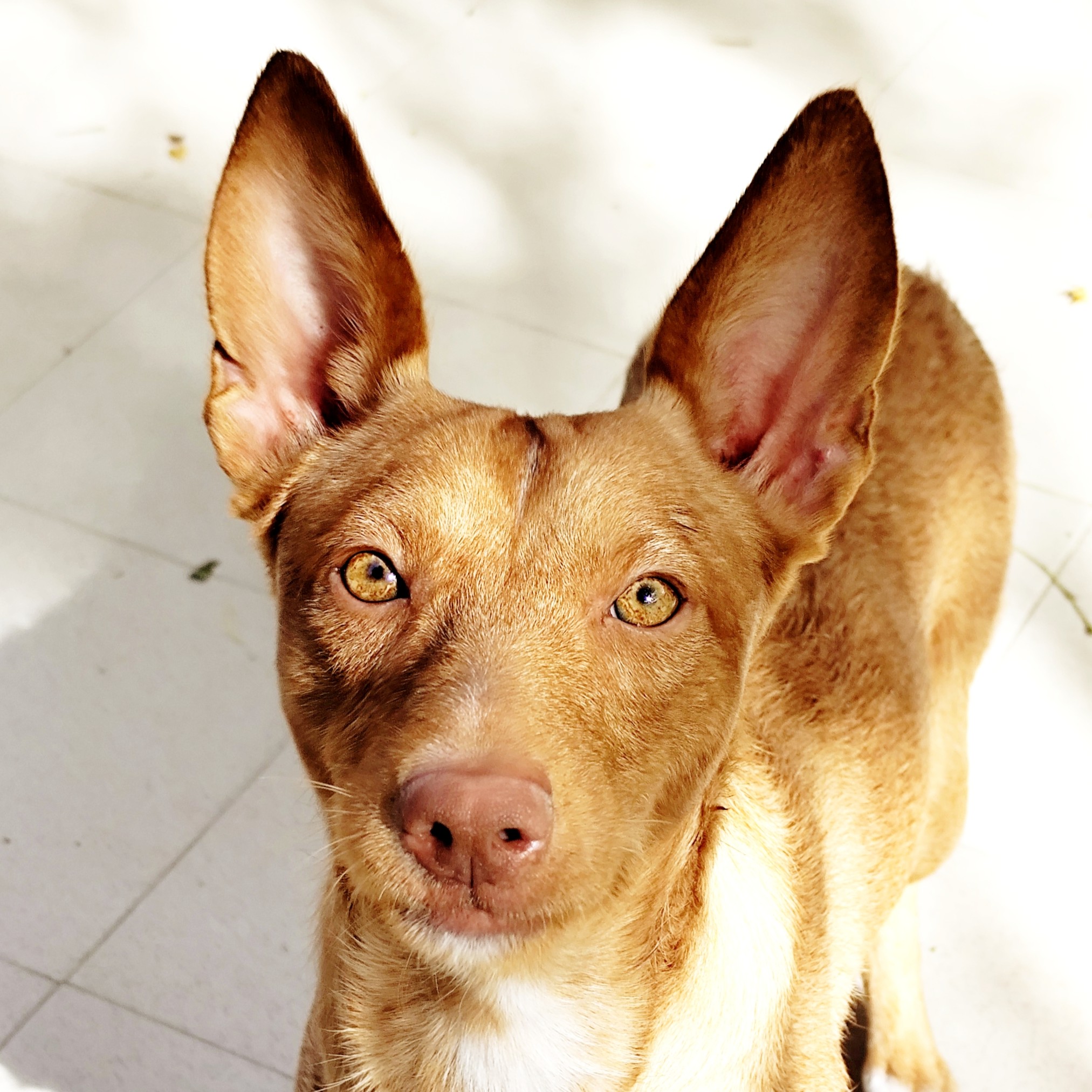 Adopta a Sam