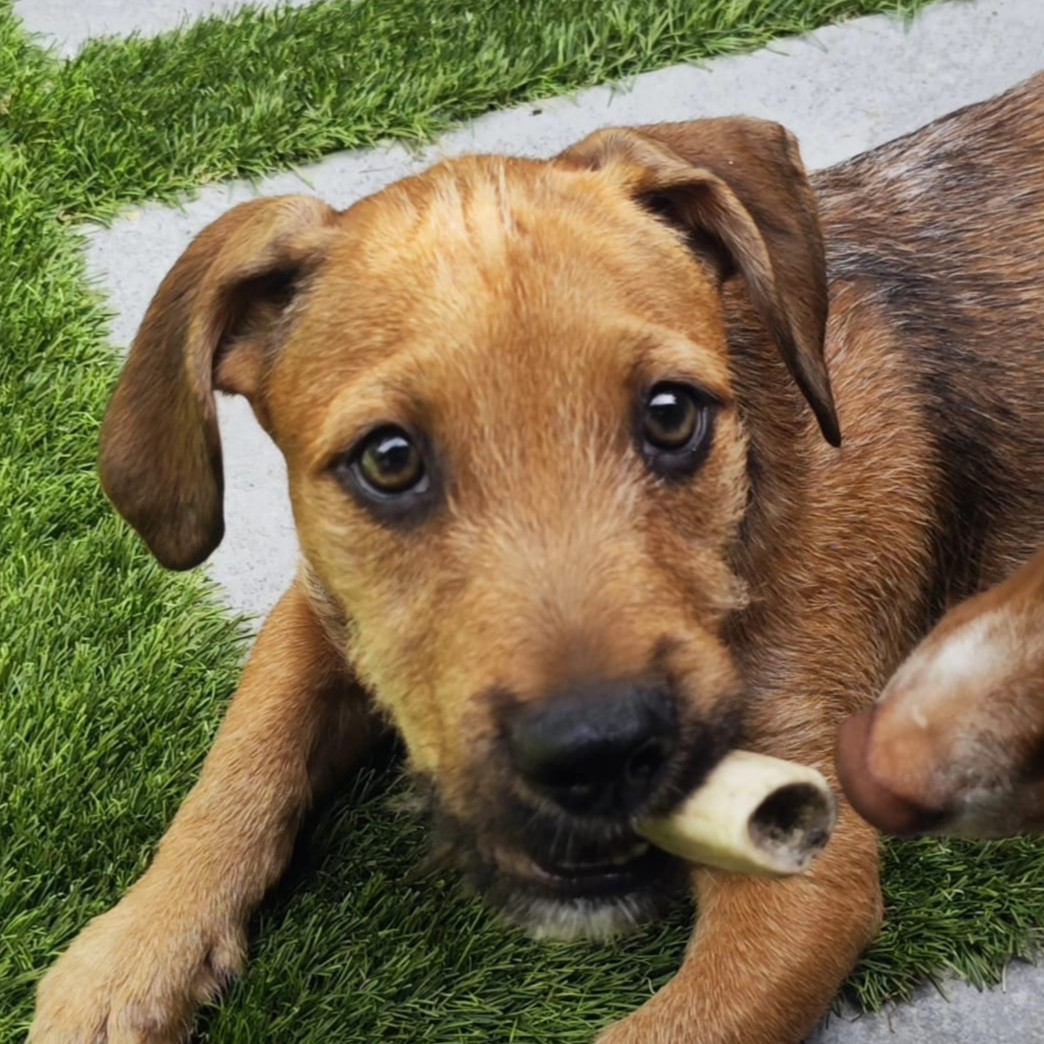 Adopta a Nicolás