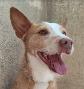Adopta a Nobu