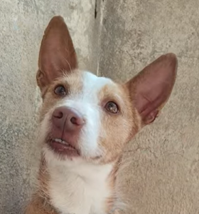 Adopta a Nobu
