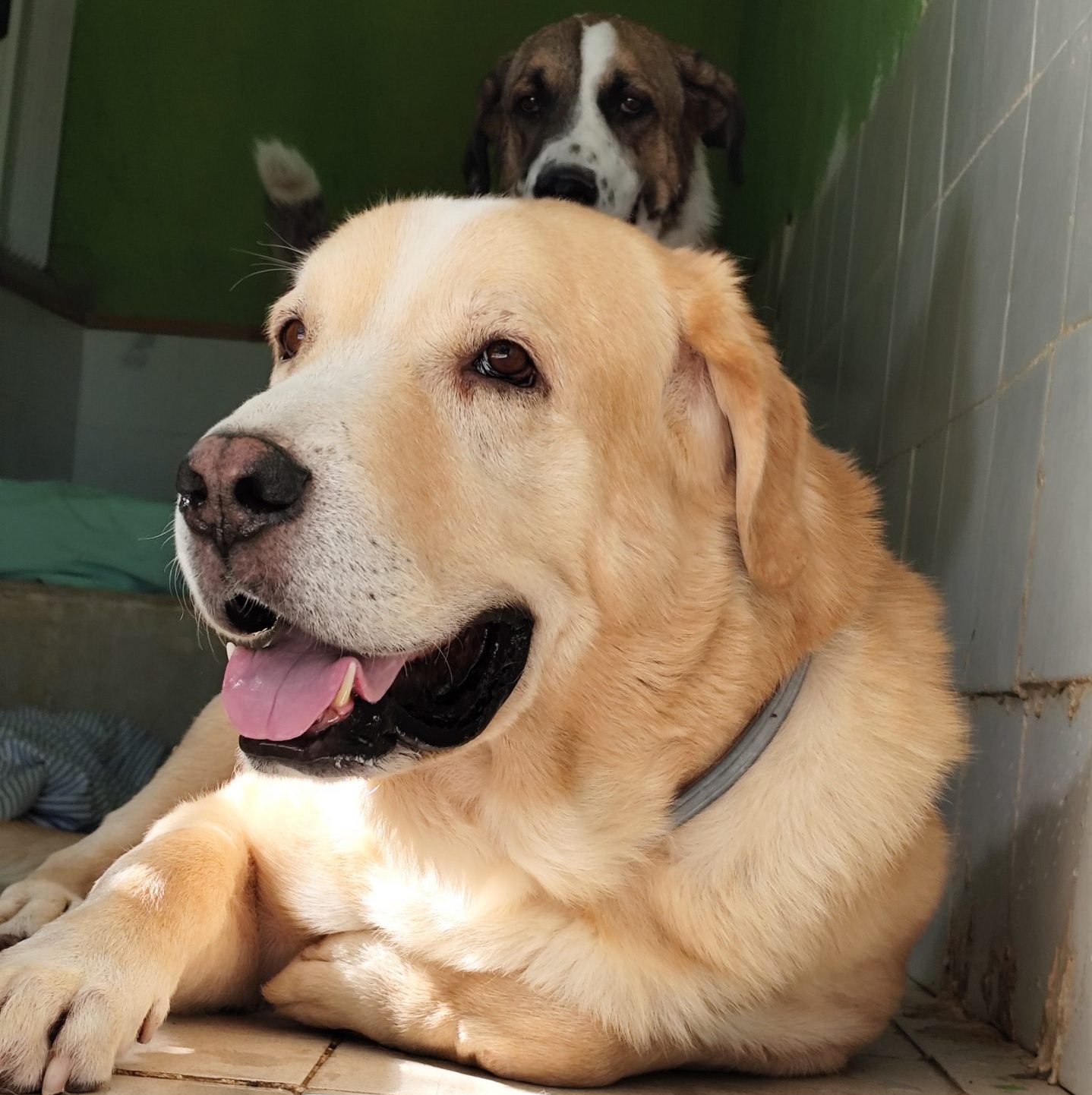 Adopta a Titán