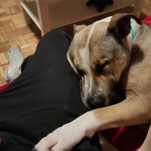 ARYA-2-e1641327914358