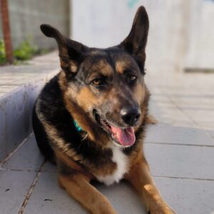 Bica-1-e1701880895615