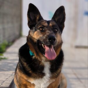 Bica-2-e1701880817304