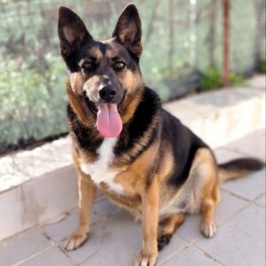 Bica-5-e1701880953739