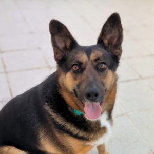 Bica3-e1701880859272