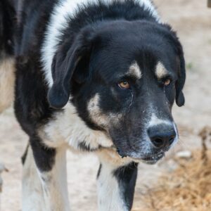 Billy-3-scaled-e1683842502148