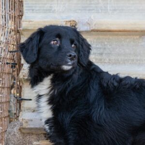 Caoba-2-e1742160115130