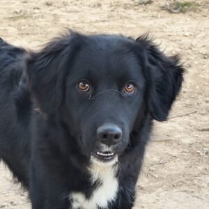 CAOBA. Las malas experiencias no le permiten acercarse.