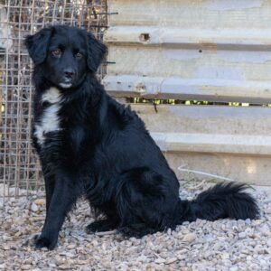 Caoba-4-e1742160055682