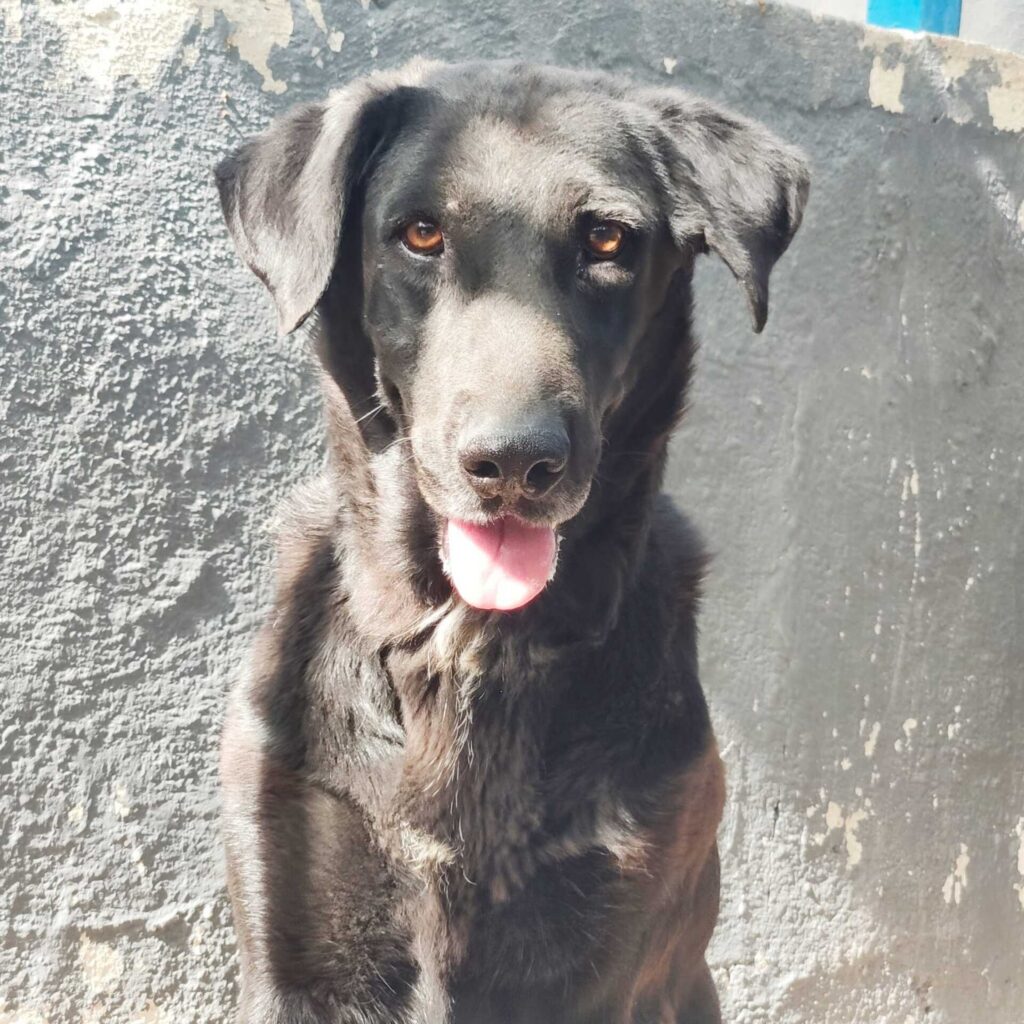 Adopta a Morita