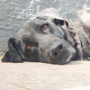 MORITA. Su edad, su cojera, su color, la convierten en invisible.