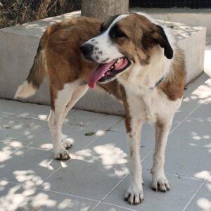 Ona fue rescatada de una perrera en la que llevaba en un chenil 2 años sin salir a pasear.