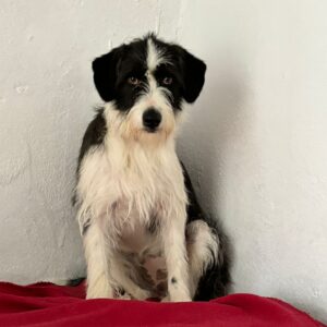 Panacota-1-e1728645844180