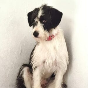 Panacota-3-e1728645875547