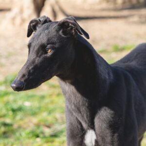 Picasso-1-e1742043166658