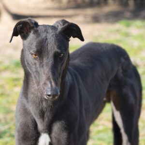 Picasso-3-e1742043054394