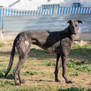 Picasso-4-e1742042995392