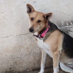 Simona-2-e1702234628357