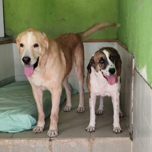 TITAN-Y-ONA-e1758634321827