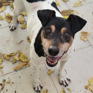 Adopta a Berlín