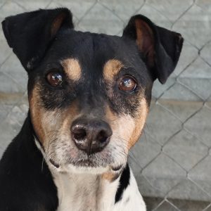 Adopta a Berlín