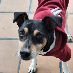 Adopta a Berlín