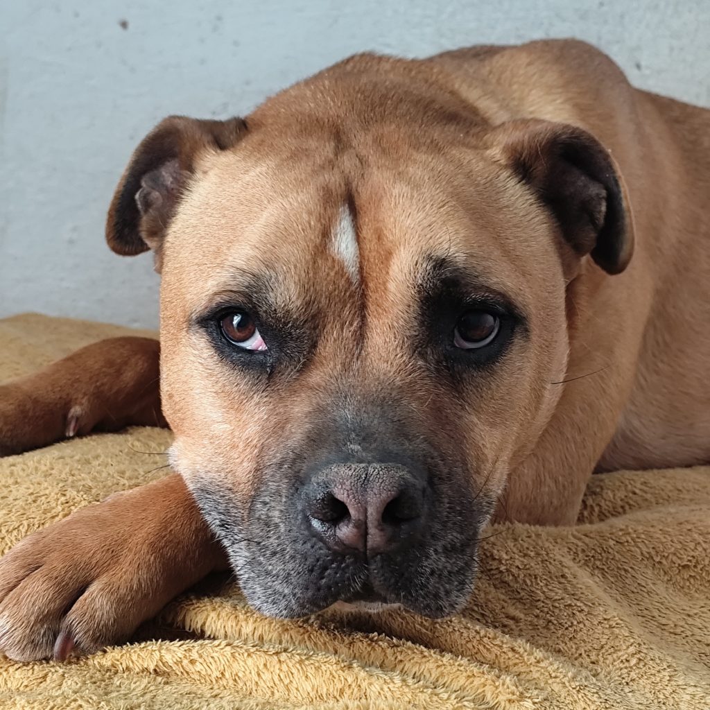 Adopta a Humo