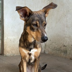 Adopta a Uva