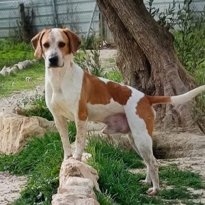 Adopta a Diego