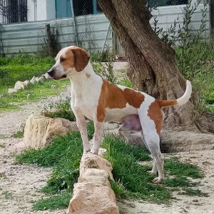 Adopta a Diego