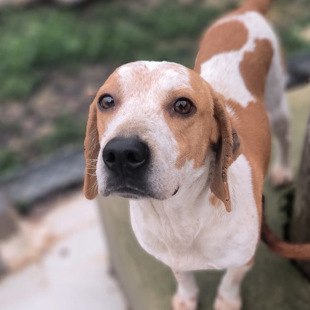 Adopta a Diego