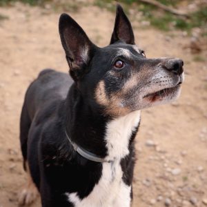 Adopta a Lolo