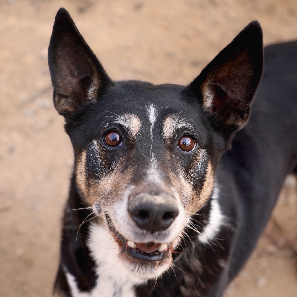 Adopta a Lolo