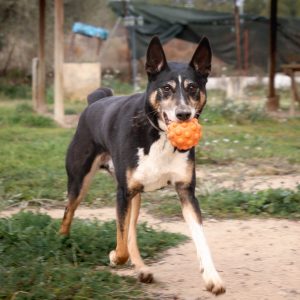 Adopta a Lolo