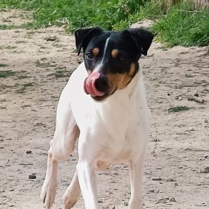 Adopta a Tirso