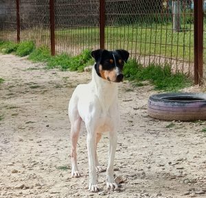Adopta a Tirso
