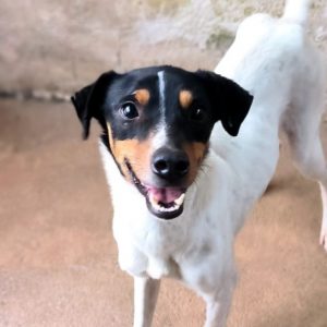 Adopta a Tirso