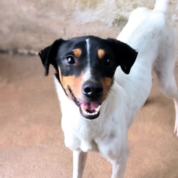Adopta a Tirso