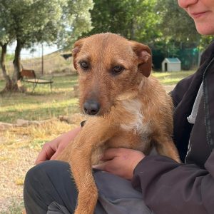 Adopta a Enya