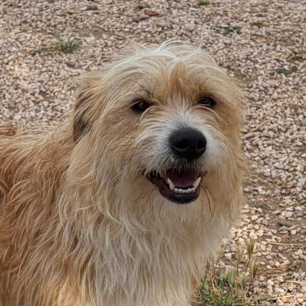 Adopta a Marcelo
