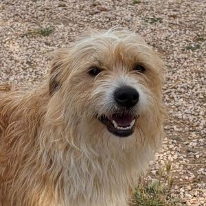 Adopta a Marcelo