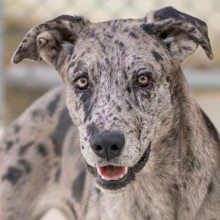 Adopta a Lira