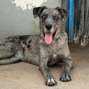 Adopta a Lira